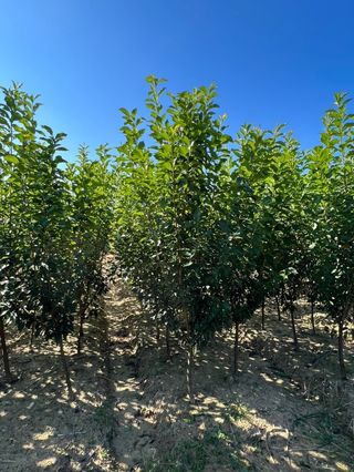 일심묘목농원님의 작성글 사진