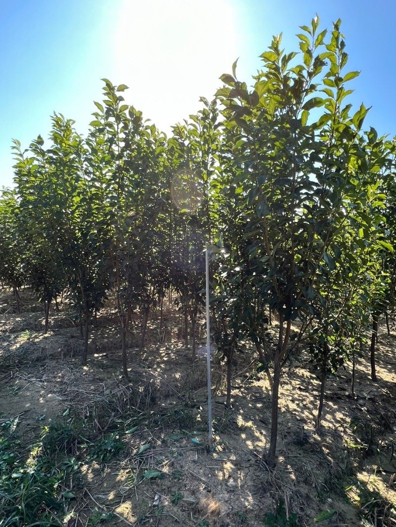 일심묘목농원님의 장터 판매 상품 [알프스왕자두 3년생 결실주 분달이] 첨부 사진