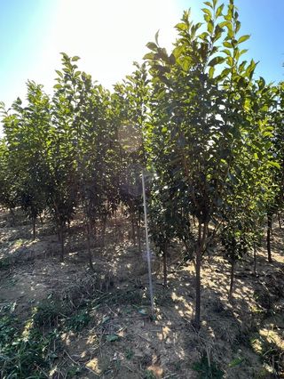 일심묘목농원님의 작성글 사진