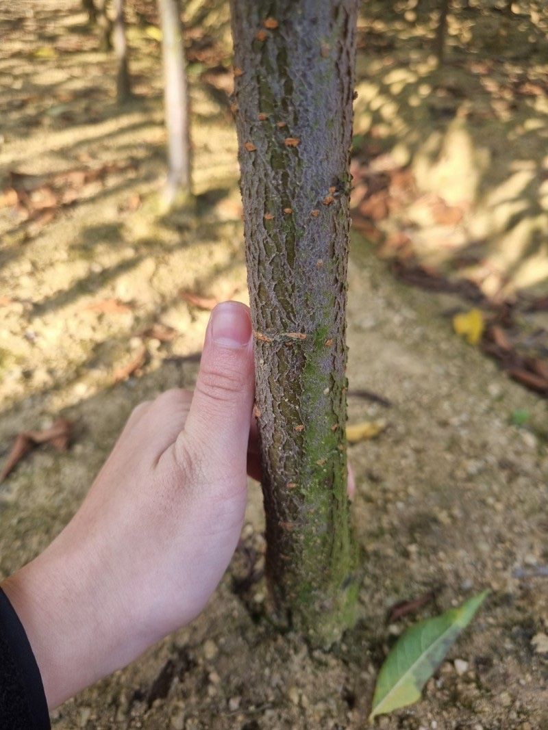일심묘목농원님의 장터 판매 상품 [알프스왕자두 3년생 결실주 분달이] 첨부 사진