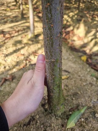 일심묘목농원님의 작성글 사진