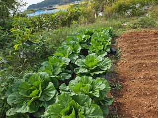 강화 산.해.감국님의 고구마 · 영농일지 작성글 사진
