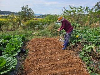 강화 산.해.감국님의 고구마 · 영농일지 작성글 사진