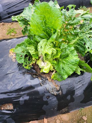 복숭아17066님의 배추 · 병해충상담 작성글 사진