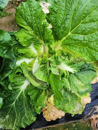 복숭아17066님의 배추 · 병해충상담 작성글 사진