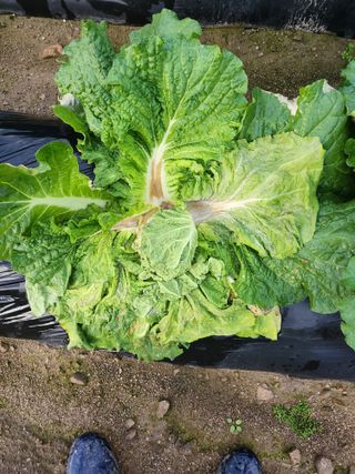 복숭아17066님의 배추 · 병해충상담 작성글 사진