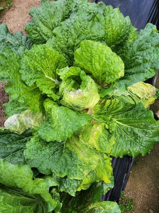 복숭아17066님의 배추 · 병해충상담 작성글 사진