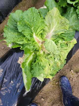 복숭아17066님의 배추 · 병해충상담 작성글 사진