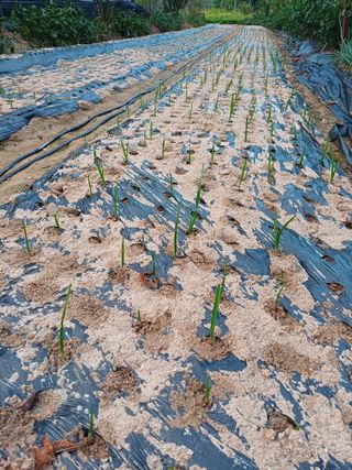 이철우님의 마늘 · 일상 작성글 사진