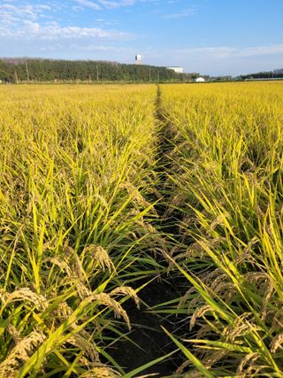 커피나무님의 10월 농사 성적 자랑하기 · 참여글 작성글 사진