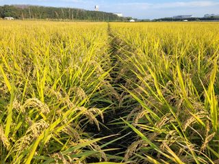 커피나무님의 10월 농사 성적 자랑하기 · 참여글 작성글 사진