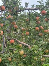 팜모닝 10월 농사 성적 자랑하기·참여글 게시글 이미지