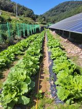 팜모닝 배추·병해충상담 게시글 이미지