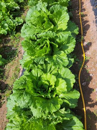 정자형님의 배추 · 병해충상담 작성글 사진