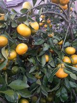 팜모닝 귤·수확 게시글 이미지