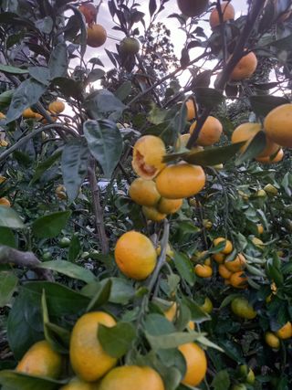 부금리(금강농원)님의 귤 · 수확 작성글 사진