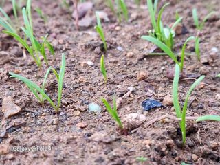이훈정(시몬)님의 기타작물 · 영농일지 작성글 사진