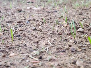 이훈정(시몬)님의 기타작물 · 영농일지 작성글 사진