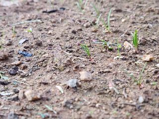 이훈정(시몬)님의 기타작물 · 영농일지 작성글 사진