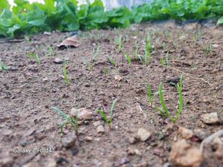 이훈정(시몬)님의 기타작물 · 영농일지 작성글 사진