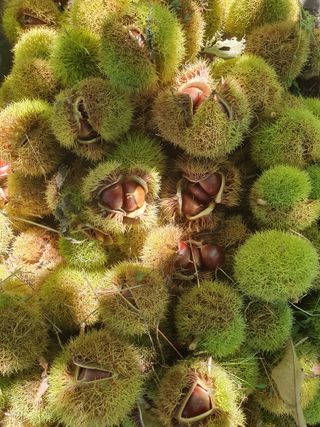 슈퍼맨님의 10월 농사 성적 자랑하기 · 참여글 작성글 사진