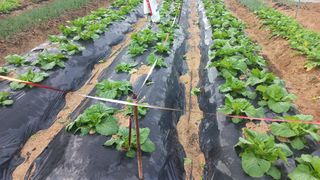 송월명님의 자유주제 · 건의해요 작성글 사진