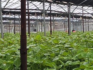 준영농장 출석왕.님의 기타작물 · 영농일지 작성글 사진