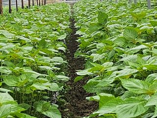 준영농장 출석왕.님의 기타작물 · 영농일지 작성글 사진