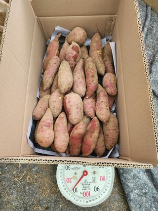 사랑으로님의 10월 농사 성적 자랑하기 · 참여글 작성글 사진