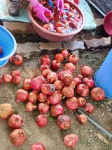 팜모닝 10월 농사 성적 자랑하기·참여글 게시글 이미지