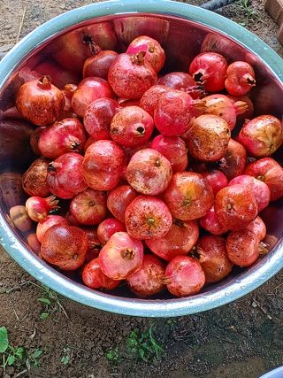 행운목(이옥도)님의 10월 농사 성적 자랑하기 · 참여글 작성글 사진