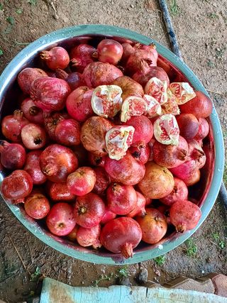 행운목(이옥도)님의 10월 농사 성적 자랑하기 · 참여글 작성글 사진