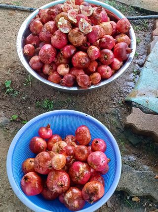 행운목(이옥도)님의 10월 농사 성적 자랑하기 · 참여글 작성글 사진