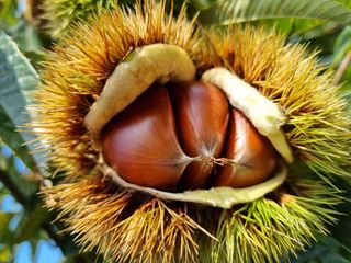 황인동님의 10월 농사 성적 자랑하기 · 참여글 작성글 사진