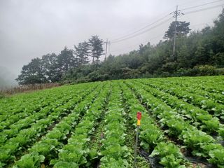 박흥구님의 배추 · 일상 작성글 사진