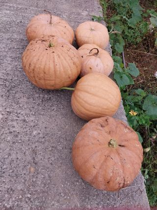 산골마님님의 호박 · 자유게시판 작성글 사진