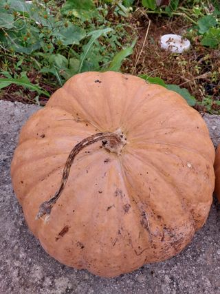 산골마님님의 호박 · 자유게시판 작성글 사진