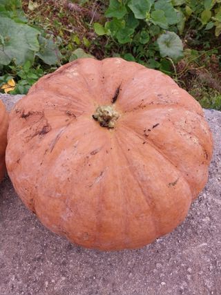 산골마님님의 호박 · 자유게시판 작성글 사진