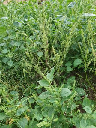 양평 벽계님의 들깨 · 병해충상담 작성글 사진