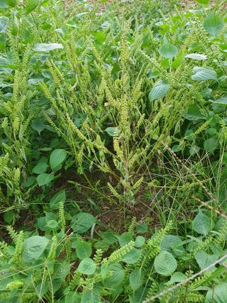 양평 벽계님의 들깨 · 병해충상담 작성글 사진