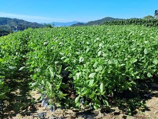 서상기 은퇴농장님의 들깨 · 자유게시판 작성글 사진