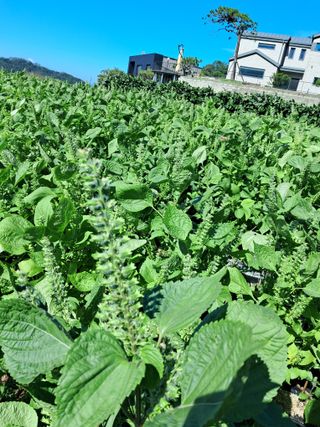 서상기 은퇴농장님의 들깨 · 자유게시판 작성글 사진