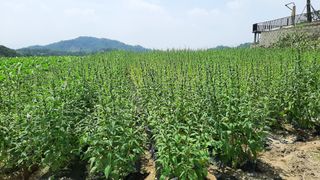 서상기 은퇴농장님의 들깨 · 자유게시판 작성글 사진