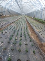 팜모닝 10월 농사 성적 자랑하기·참여글 게시글 이미지