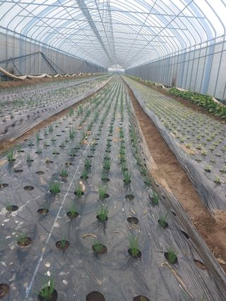 콩나라최여순님의 10월 농사 성적 자랑하기 · 참여글 작성글 사진