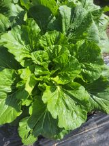 팜모닝 10월 농사 성적 자랑하기·참여글 게시글 이미지