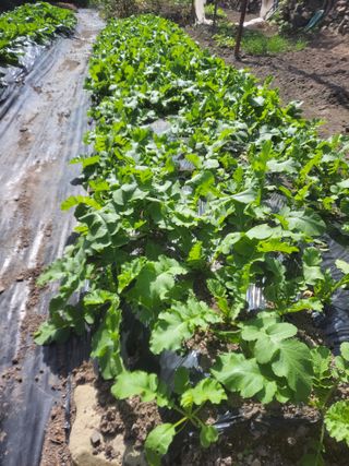 이세순님의 10월 농사 성적 자랑하기 · 참여글 작성글 사진