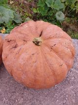 팜모닝 10월 농사 성적 자랑하기·참여글 게시글 이미지