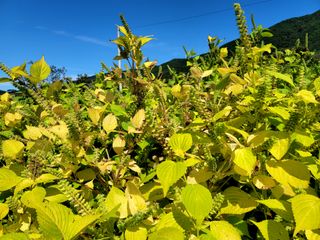 천지현황님의 10월 농사 성적 자랑하기 · 참여글 작성글 사진