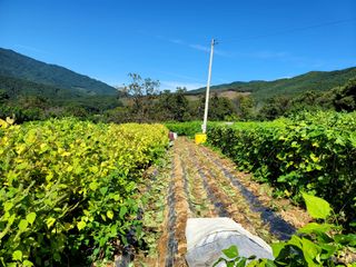 천지현황님의 10월 농사 성적 자랑하기 · 참여글 작성글 사진